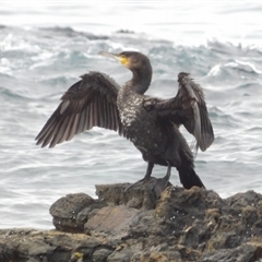 Phalacrocorax carbo (Great Cormorant) at Mystery Bay, NSW - 10 Jan 2025 by MatthewFrawley