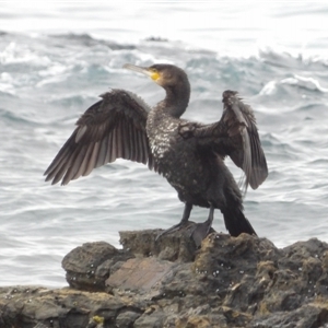 Phalacrocorax carbo at Mystery Bay, NSW - 10 Jan 2025 10:01 AM