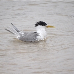 Thalasseus bergii (Crested Tern) at Mystery Bay, NSW - 10 Jan 2025 by MatthewFrawley