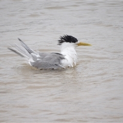 Thalasseus bergii (Crested Tern) at Mystery Bay, NSW - 9 Jan 2025 by MatthewFrawley