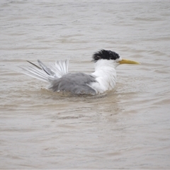 Thalasseus bergii at Mystery Bay, NSW - 10 Jan 2025 10:04 AM