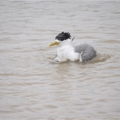 Thalasseus bergii at Mystery Bay, NSW - 10 Jan 2025 10:04 AM