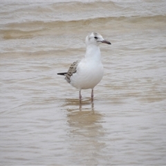 Chroicocephalus novaehollandiae (Silver Gull) at Mystery Bay, NSW - 10 Jan 2025 by MatthewFrawley