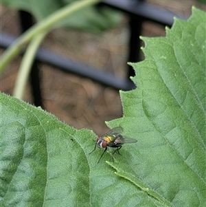 Lucilia sp. (genus) (A blowfly) at Lyneham, ACT by citycritters