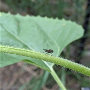 Muscoidea (super family) at Lyneham, ACT - 10 Jan 2025 07:54 AM