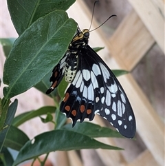 Papilio anactus (Dainty Swallowtail) at Lyneham, ACT - 10 Jan 2025 by citycritters