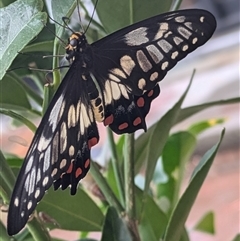 Papilio anactus at Lyneham, ACT - 10 Jan 2025