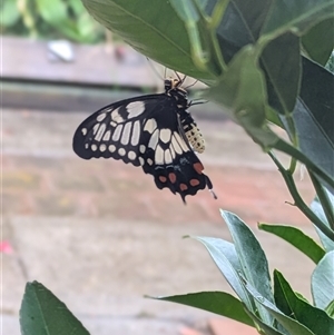 Papilio anactus at Lyneham, ACT - 10 Jan 2025