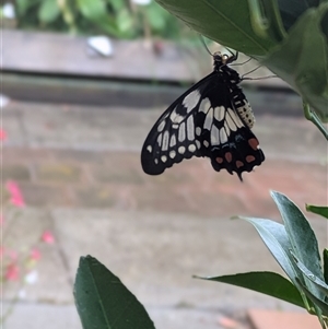 Papilio anactus at Lyneham, ACT - 10 Jan 2025