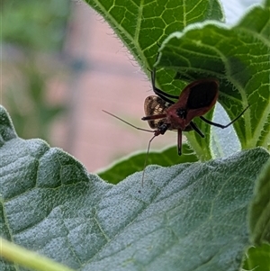 Gminatus australis (Orange assassin bug) at Lyneham, ACT by citycritters