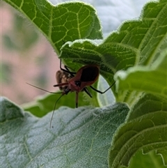 Gminatus australis at Lyneham, ACT - 9 Jan 2025 07:37 PM