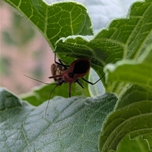 Gminatus australis at Lyneham, ACT - 9 Jan 2025 07:37 PM