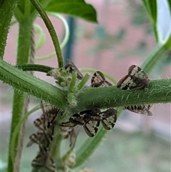 Scolypopa australis (Passionvine hopper, Fluffy bum) at Lyneham, ACT - 9 Jan 2025 by citycritters