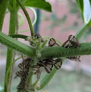 Scolypopa australis (Passionvine hopper, Fluffy bum) at Lyneham, ACT by citycritters