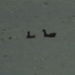 Stercorarius antarcticus (Brown Skua) at Sorell, TAS by BenW