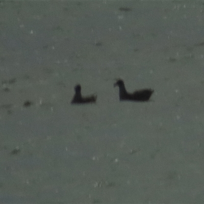 Larus dominicanus (Kelp Gull) at Sorell, TAS - 4 Jan 2025 by BenW