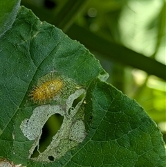 Epilachna sumbana (A Leaf-eating Ladybird) at Lyneham, ACT - 11 Jan 2025 by citycritters