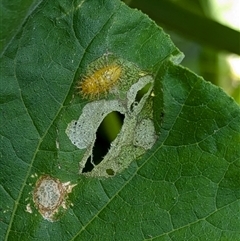 Epilachna sumbana at Lyneham, ACT - 11 Jan 2025 12:28 PM
