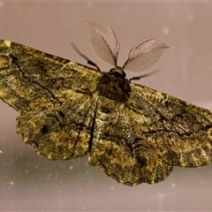 Pholodes sinistraria (Sinister or Frilled Bark Moth) at Florey, ACT - 8 Dec 2024 by KorinneM