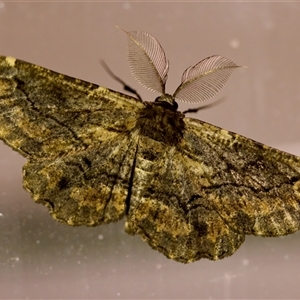 Pholodes sinistraria (Sinister or Frilled Bark Moth) at Florey, ACT by KorinneM