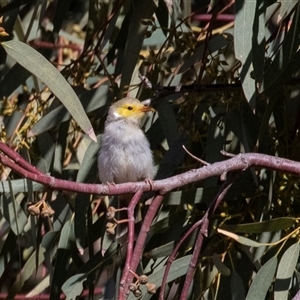 Ptilotula penicillata (White-plumed Honeyeater) at Coober Pedy, SA by AlisonMilton