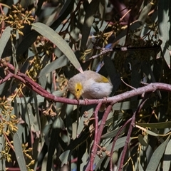 Ptilotula penicillata at Coober Pedy, SA - 5 Jun 2022 03:05 PM