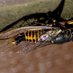 Yoyetta robertsonae (Clicking Ambertail) at Florey, ACT - 8 Dec 2024 by KorinneM