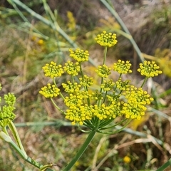 Foeniculum vulgare (Fennel) at Fadden, ACT - 11 Jan 2025 by Mike