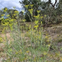 Foeniculum vulgare at Fadden, ACT - 11 Jan 2025 03:56 PM