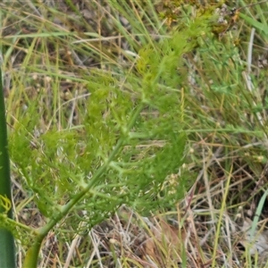 Foeniculum vulgare at Fadden, ACT - 11 Jan 2025 03:56 PM