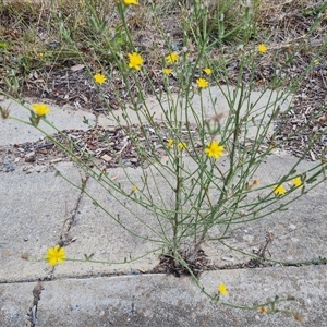 Chondrilla juncea (Skeleton Weed) at Fadden, ACT by Mike