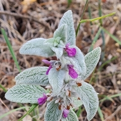 Stachys byzantina (Lambs Ears) at Fadden, ACT - 11 Jan 2025 by Mike