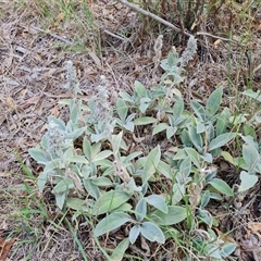 Stachys byzantina at Fadden, ACT - 11 Jan 2025 03:50 PM