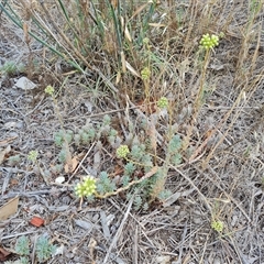 Sedum sediforme (Pale Stonecrop) at Isaacs, ACT - 11 Jan 2025 by Mike