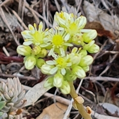 Sedum sediforme at Isaacs, ACT - 11 Jan 2025 03:47 PM