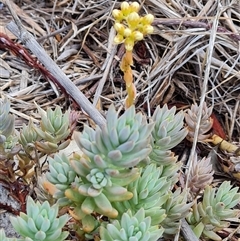 Sedum sediforme at Isaacs, ACT - 11 Jan 2025 03:47 PM