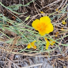 Eschscholzia californica (California Poppy) at Isaacs, ACT - 11 Jan 2025 by Mike