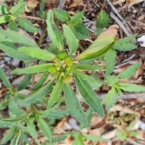 Euphorbia davidii at Isaacs, ACT - 11 Jan 2025