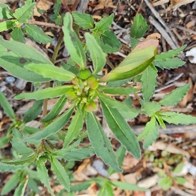 Euphorbia davidii (David's Spurge) at Isaacs, ACT - 11 Jan 2025 by Mike