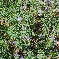 Medicago sativa (Lucerne, Alfalfa) at Isaacs, ACT - 11 Jan 2025 by Mike