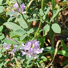 Medicago sativa at Isaacs, ACT - 11 Jan 2025 03:35 PM