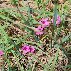 Oxalis debilis var. corymbosa (Pink Woodsorrel) at Isaacs, ACT - 11 Jan 2025 by Mike