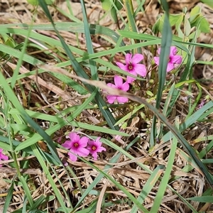 Oxalis debilis var. corymbosa at Isaacs, ACT - 11 Jan 2025 03:32 PM