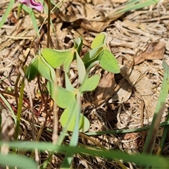 Oxalis debilis var. corymbosa at Isaacs, ACT - 11 Jan 2025 03:32 PM