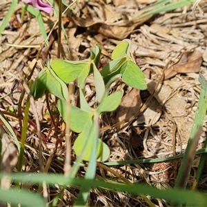 Oxalis debilis var. corymbosa at Isaacs, ACT - 11 Jan 2025 03:32 PM