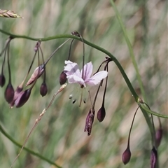 Arthropodium milleflorum at Cotter River, ACT - 14 Dec 2024 by RAllen