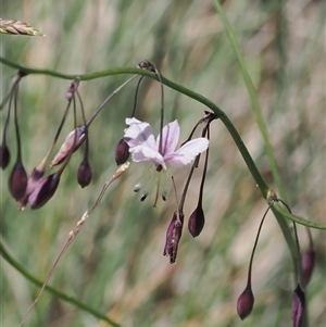 Arthropodium milleflorum at Cotter River, ACT - 14 Dec 2024 11:41 AM