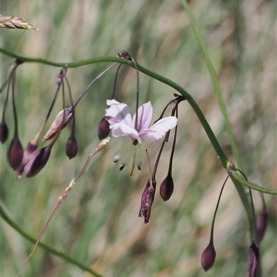 Arthropodium milleflorum at Cotter River, ACT - 14 Dec 2024 by RAllen