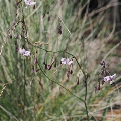 Arthropodium milleflorum at Cotter River, ACT - 14 Dec 2024 11:41 AM