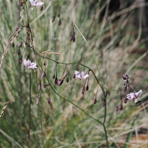 Arthropodium milleflorum at Cotter River, ACT - 14 Dec 2024 11:41 AM